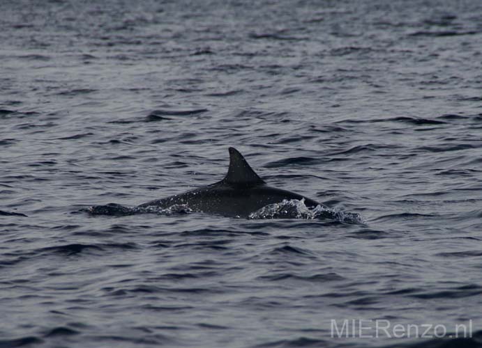 20070428 sunda (24) Bali - Dolfijnentoer - Yoehoe gespot!