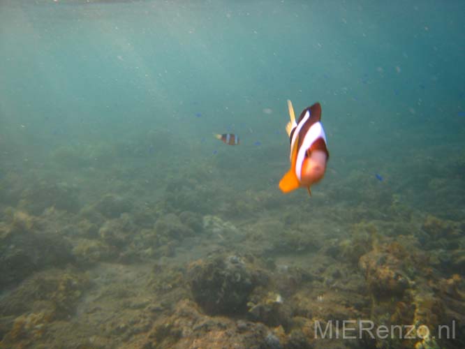 20070430 sunda C (43) Flores - Snorkelen - aangevallen door Nemo!