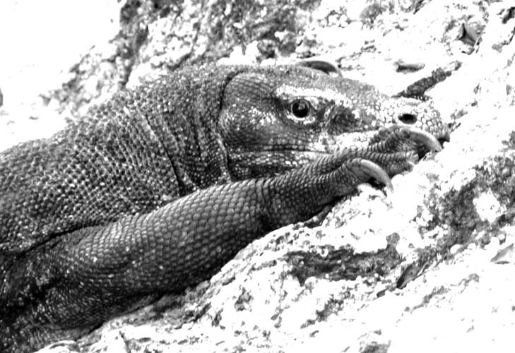 20070508 sunda A (04)  Boottocht - Rinca - Komodovaraan