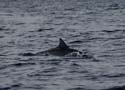 20070428 sunda (24) Bali - Dolfijnentoer - Yoehoe gespot!