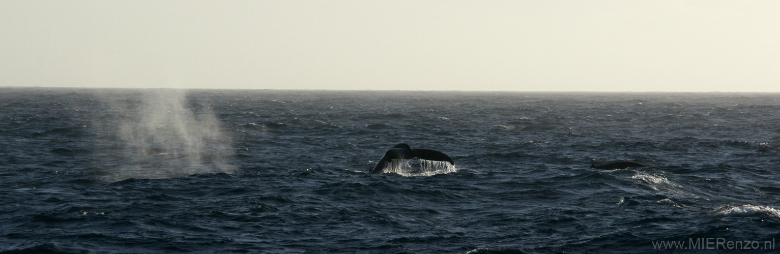 20081216 B (01) Drake Passage - en weer walvissen
