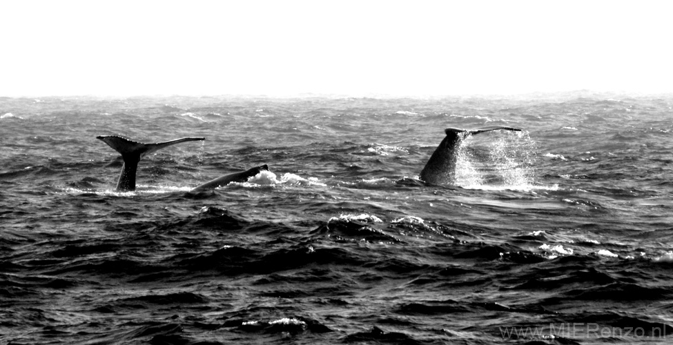 20081216 B (03) Drake Passage - en weer walvissen
