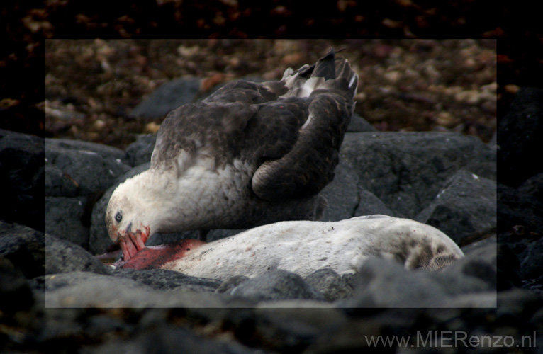 20081217 C (66) Landing Barrientos Island - roofvogel eet zeehond