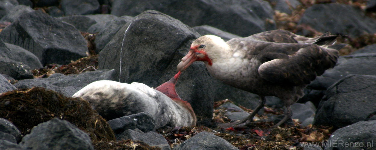 20081217 C (71) Landing Barrientos Island - roofvogel eet zeehond