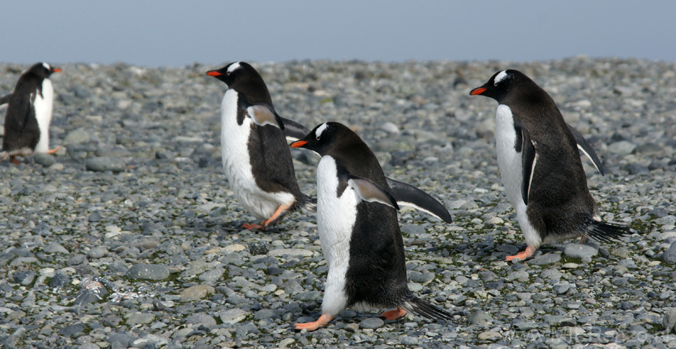 20081218 A (85) Landing Yankee Harbour - ezelspinguins