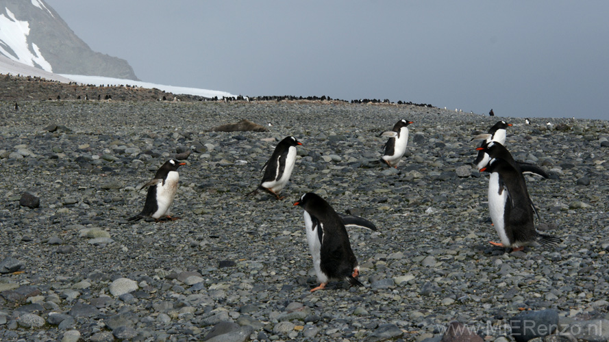 20081218 A (86) Landing Yankee Harbour - ezelspinguins