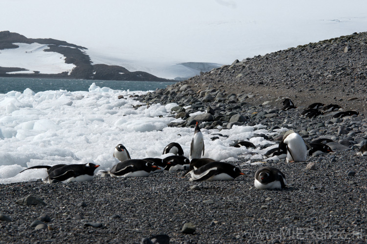 20081218 A (99) Landing Yankee Harbour - ezelspinguins