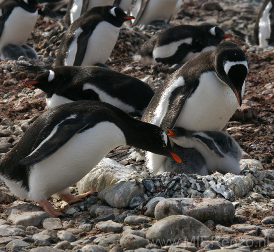 20081218 B (22) Landing Yankee Harbour - ezelspinguins