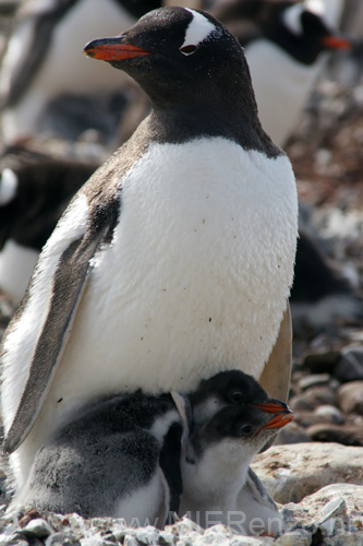 20081218 B (30) Landing Yankee Harbour - ezelspinguins