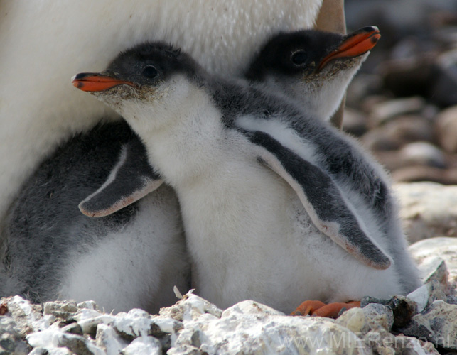 20081218 B (39) Landing Yankee Harbour - ezelspinguins