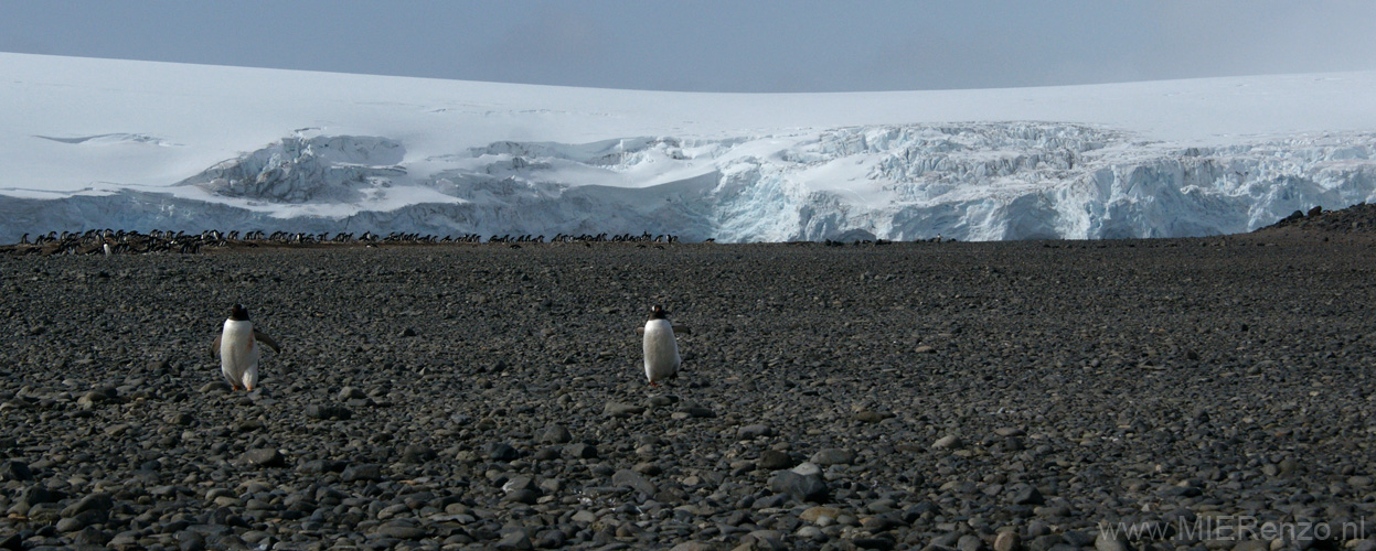 20081218 B (61) Landing Yankee Harbour - ezelspinguins