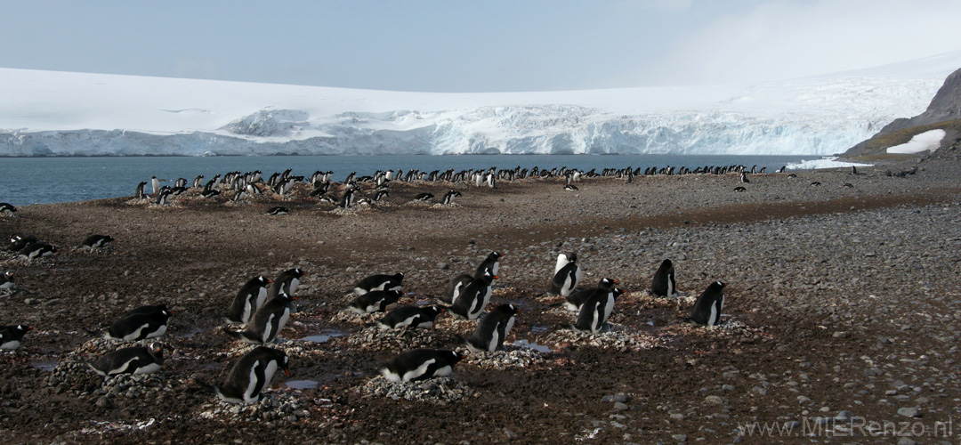 20081218 B (86) Landing Yankee Harbour - ezelspinguins