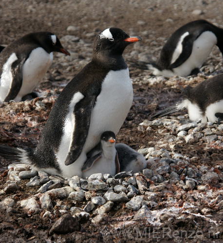 20081218 C (15) Landing Yankee Harbour - ezelspinguins