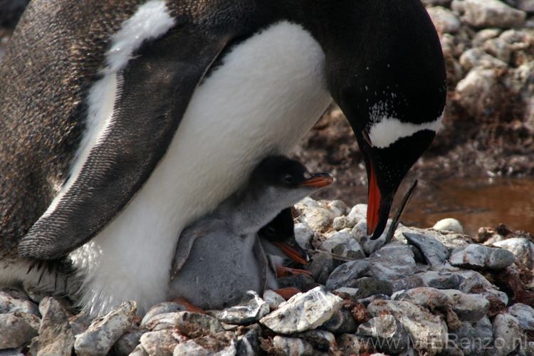 20081218 C (27) Landing Yankee Harbour - ezelspinguins