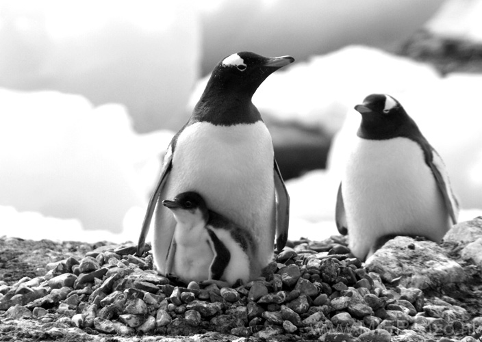 20081218 C (66) Landing Yankee Harbour - ezelspinguins