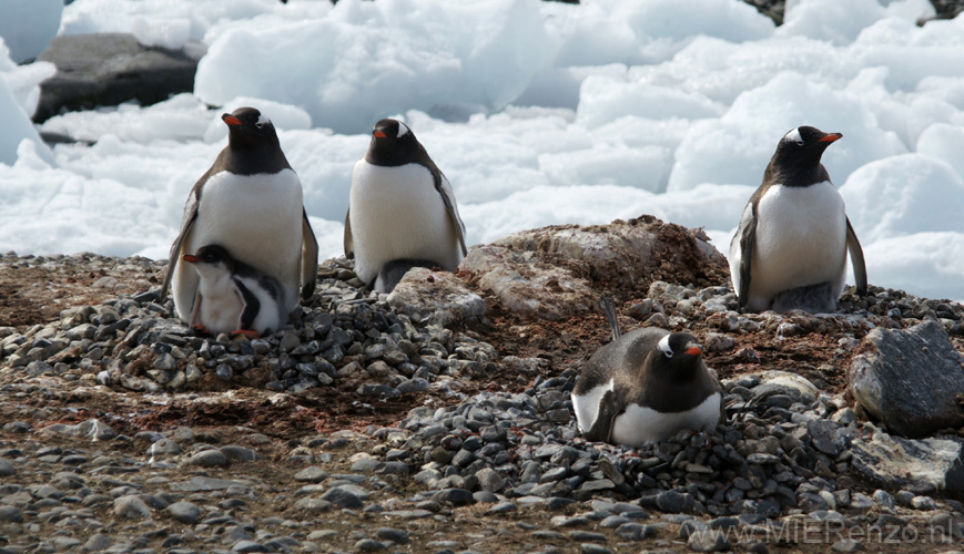 20081218 C (72) Landing Yankee Harbour - ezelspinguins