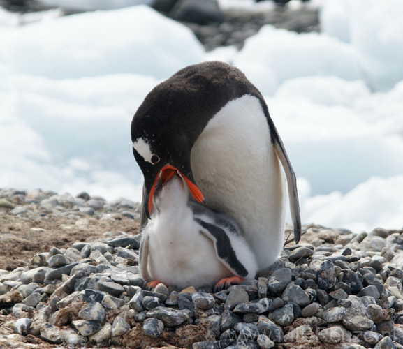 20081218 C (75) Landing Yankee Harbour - ezelspinguins