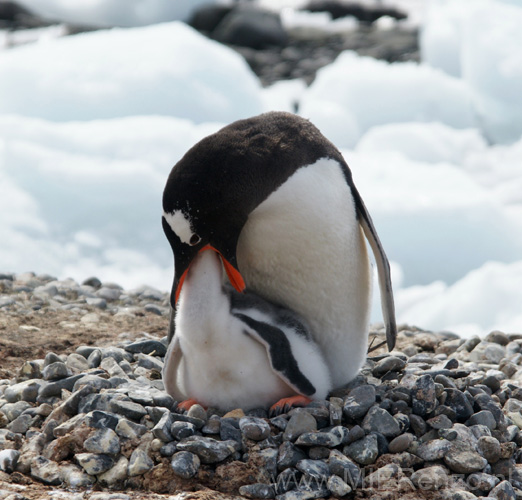 20081218 C (76) Landing Yankee Harbour - ezelspinguins