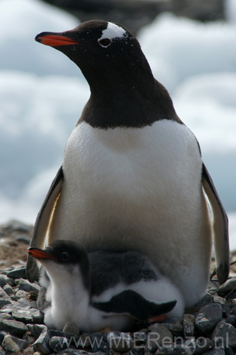 20081218 C (83) Landing Yankee Harbour - ezelspinguins