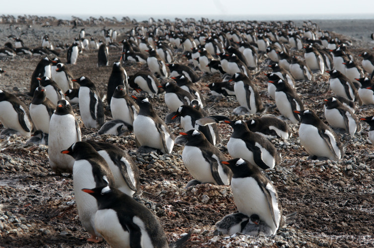 20081218 C (88) Landing Yankee Harbour - ezelspinguins