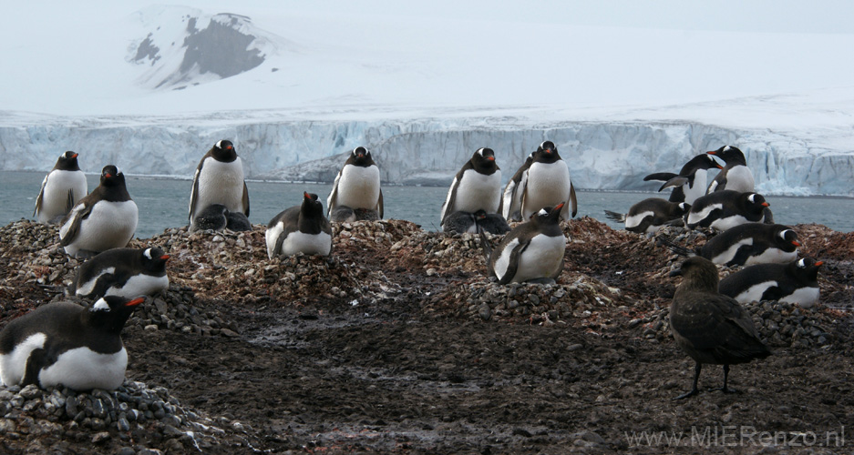 20081218 D (33) Landing Yankee Harbour - ezelspinguins en skua op wacht