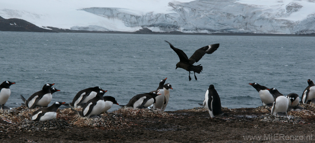 20081218 D (40) Landing Yankee Harbour - skua valt aan