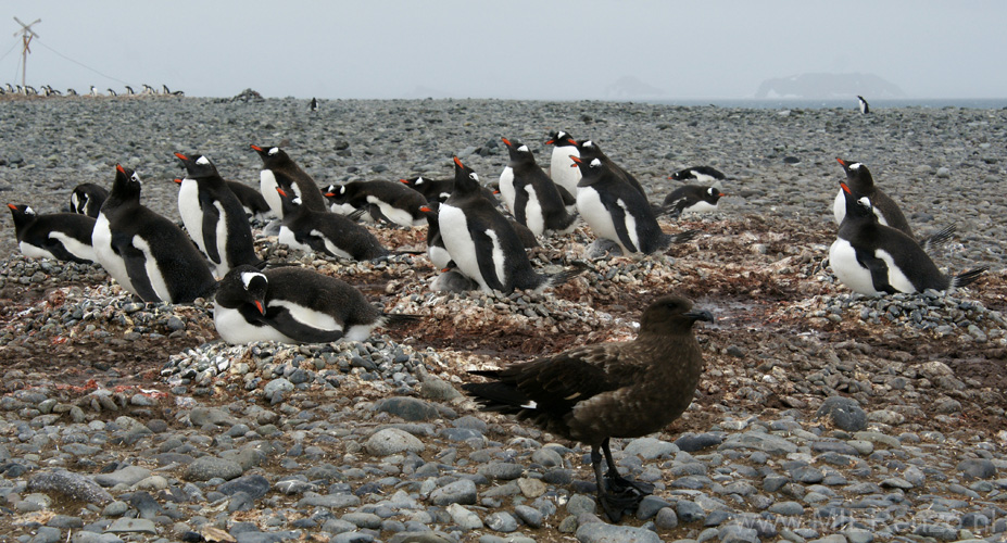 20081218 D (68) Landing Yankee Harbour - skua aast op pinguins