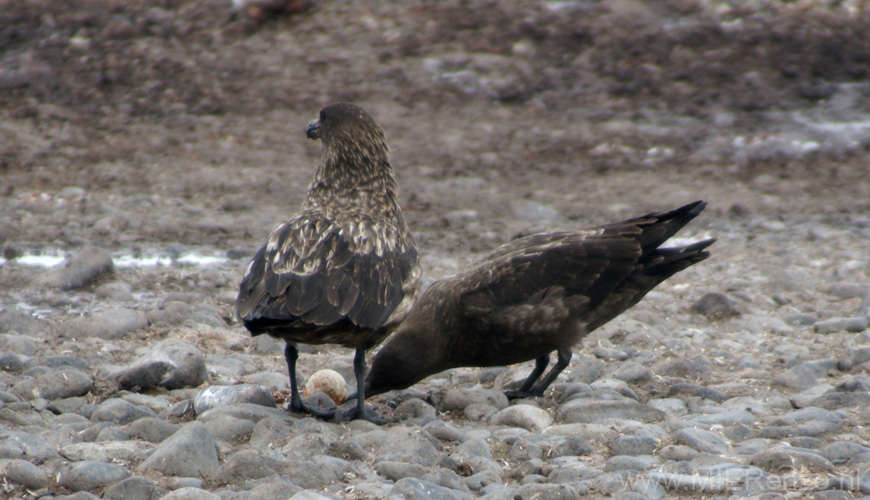 20081218 D (74) Landing Yankee Harbour - skuas hebben een ei te pakken