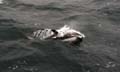 20081213 (31) dolfijn in het Beagle Kanaal