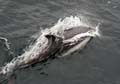 20081213 (35) dolfijn in het Beagle Kanaal