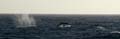 20081216 B (01) Drake Passage - en weer walvissen
