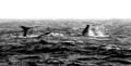 20081216 B (03) Drake Passage - en weer walvissen