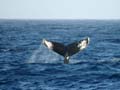 20081216 B (12) Drake Passage - en weer walvissen