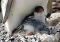 20081218 B (45) Landing Yankee Harbour - ezelspinguins