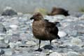 20081218 B (48) Landing Yankee Harbour - skuas