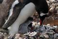 20081218 C (27) Landing Yankee Harbour - ezelspinguins