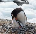 20081218 C (76) Landing Yankee Harbour - ezelspinguins