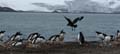 20081218 D (40) Landing Yankee Harbour - skua valt aan