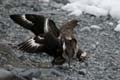 20081218 D (53) Landing Yankee Harbour - skuas met prooi