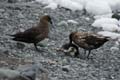 20081218 D (57) Landing Yankee Harbour - skuas met prooi