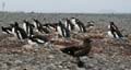 20081218 D (68) Landing Yankee Harbour - skua aast op pinguins