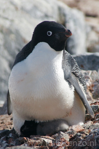 20081224 A (84) Petermann Island - Adéliepinguins