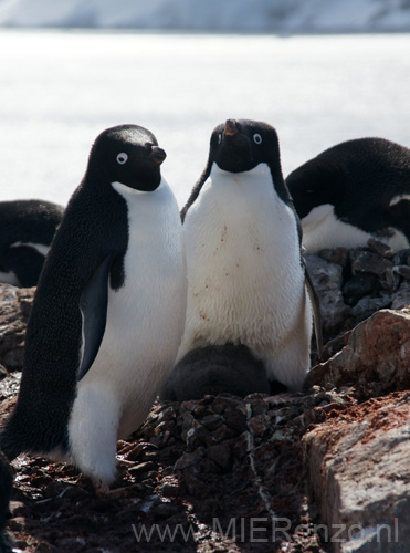 20081224 A (94) Petermann Island - Adéliepinguins