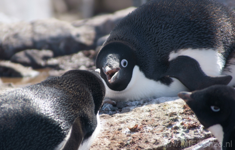 20081224 B (21) Petermann Island - Adéliepinguins