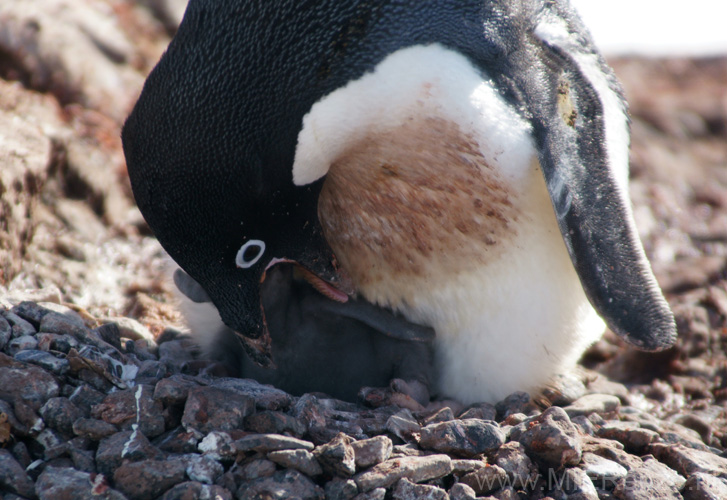 20081224 B (39) Petermann Island - Adéliepinguins