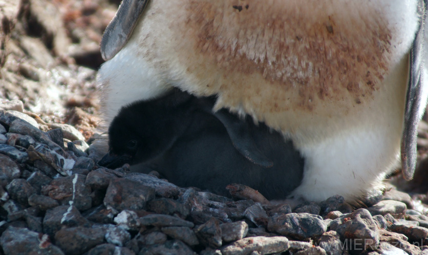 20081224 B (43) Petermann Island - Adéliepinguins