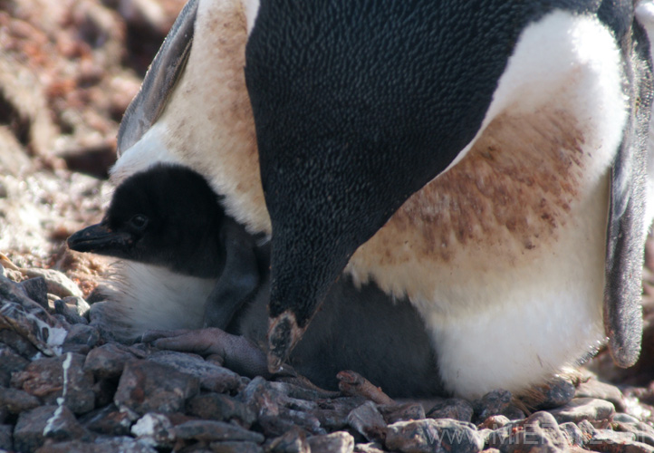 20081224 B (45) Petermann Island - Adéliepinguins