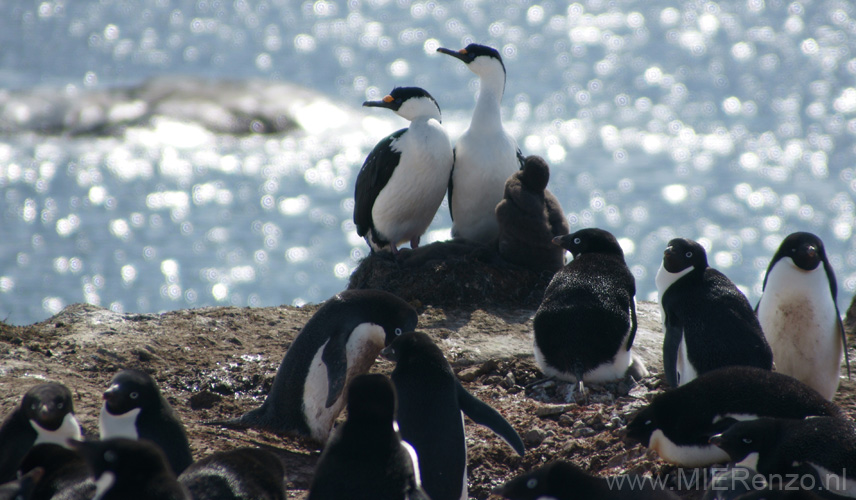 20081224 C (41) Petermann Island - Blauwoogkraanvogels