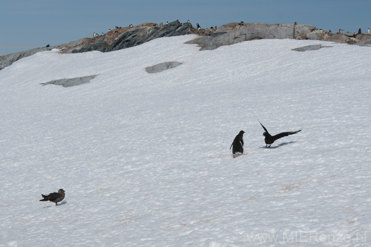 20081224 C (49) Petermann Island - Pinguin jaagt skuas weg