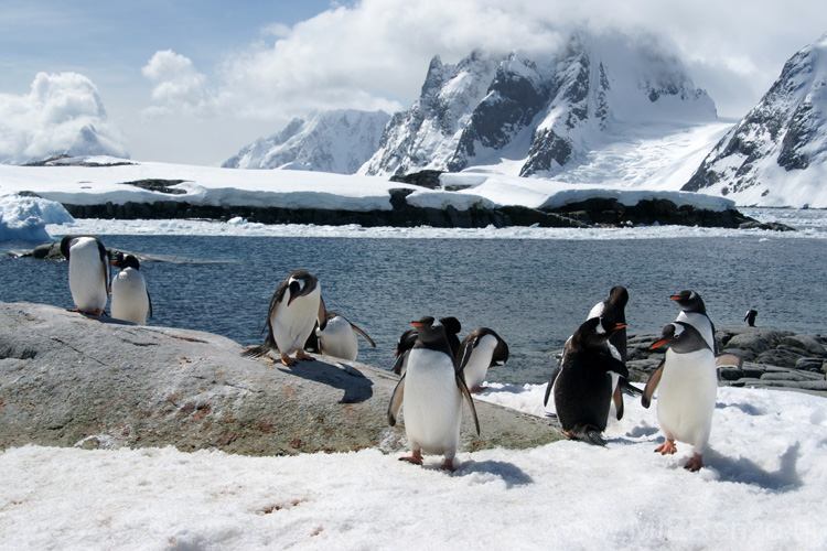 20081224 D (33) Petermann Island - Ezelspinguins